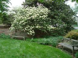 viburnum bush